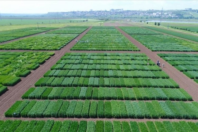 TAGEM'den tarımsal Ar-Ge projelerine 100 milyon liralık destek