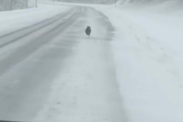 Bursa'da yol ortasında koşan tilkinin g&ouml;r&uuml;nt&uuml;leri g&uuml;l&uuml;msetti