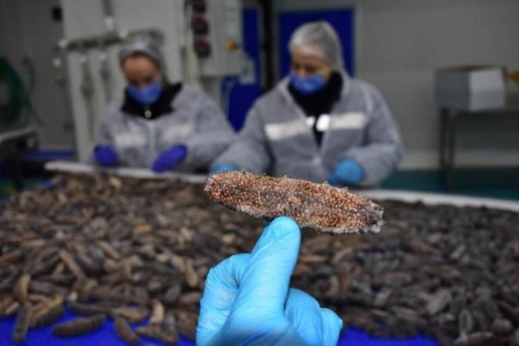 Deniz patlıcanı 30 milyon dolar kazandırıyor