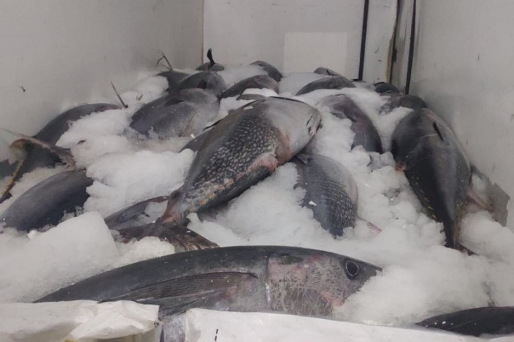 Beylikd&uuml;z&uuml;'nde 2,5 ton orkinosa ele konuldu