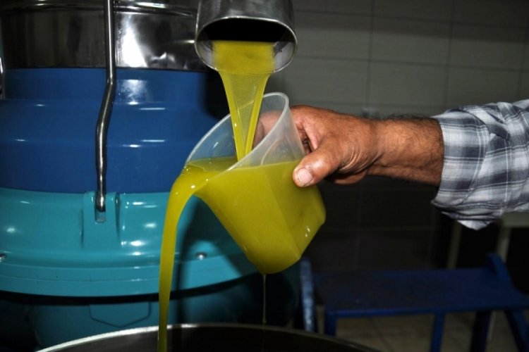 Sızma zeytinyağlarında toksin riski