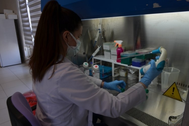 Yerli kanser aşısında klinik &ouml;ncesi &ccedil;alışmalarda sona gelindi