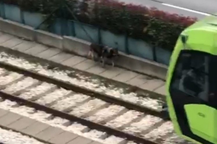 Bursa'da raylara giren k&ouml;pek metro seferlerini aksattı