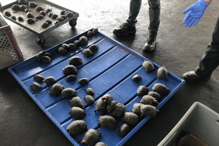 Ekvador'da valizden plastiğe sarılı 185 bebek kaplumbağa &ccedil;ıktı