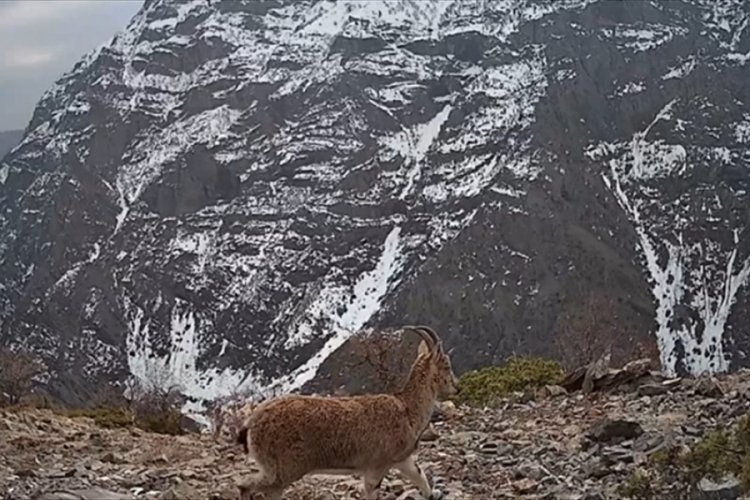 Nesli t&uuml;kenme tehlikesindeki vaşak, g&ouml;r&uuml;nt&uuml;lendi