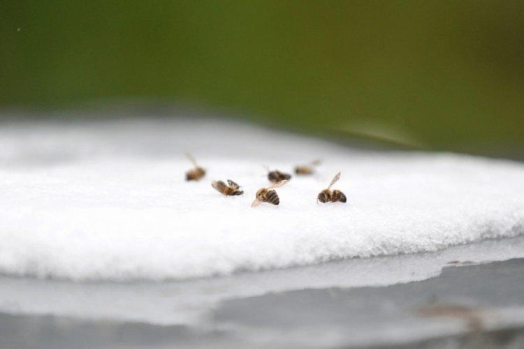 Mevsim normallerinin altındaki sıcaklık nedeniyle Bursa'da arı ölümleri arttı