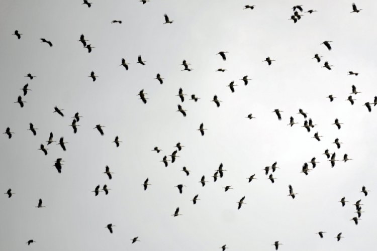 Bursa'da binlerce leyleğin göç yolculuğu görsel şölen oluşturdu