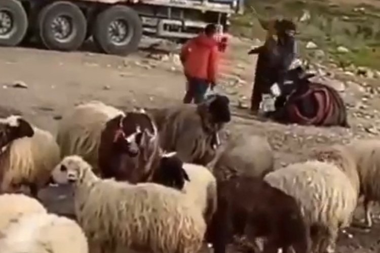 Eşeğini döven çobana bin 33 TL para cezası