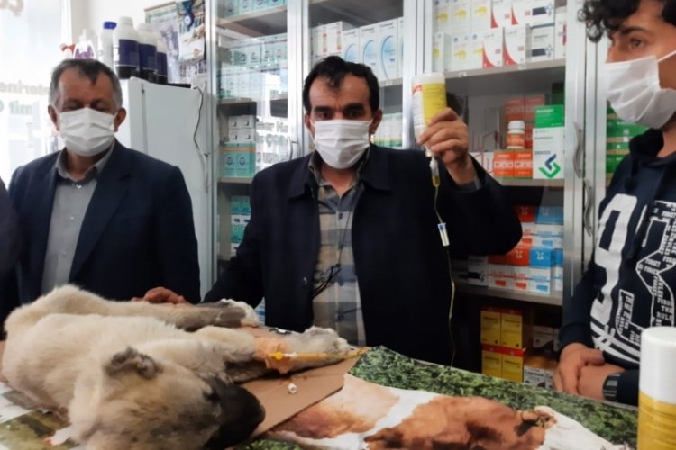 45 g&uuml;nl&uuml;k k&ouml;peğin kuyruğunu ve kulaklarını kestiler!