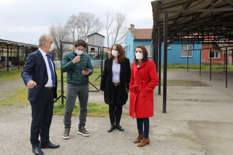 Bursa Mudanya'ya sokak hayvanları rehabilitasyon merkezi ve barınak