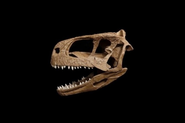 T-Rex'e benzeyen yeni bir dinozor keşfedildi