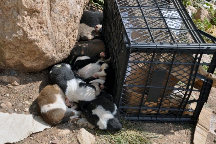 12 yavru köpek mezarlığa terk edildi