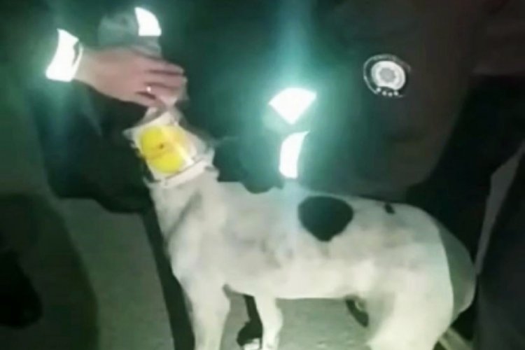 Boynuna kelep&ccedil;e ile teneke bağlanan k&ouml;peğin yardımına bek&ccedil;iler koştu