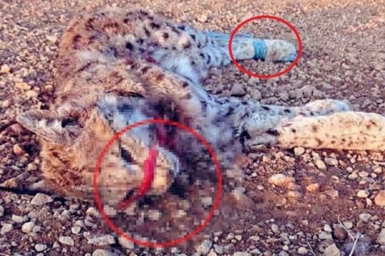 Ağzı ve ayakları bağlı halde &ouml;l&uuml; bulundu
