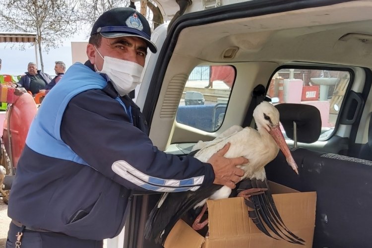 Bursa'da duyarlı çiftçi kanadı kırık leyleği yetkililere teslim etti