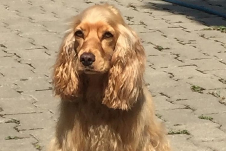 Bursa'da kayıp köpeği 'Leydi'yi bulana bin lira ödül verecek
