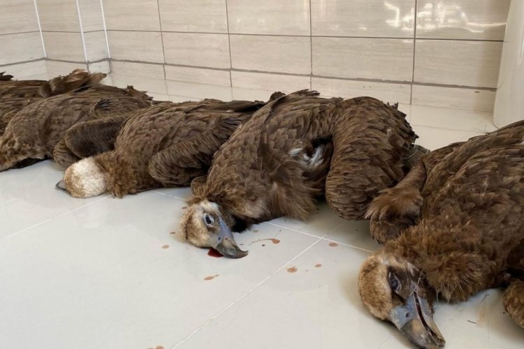 Nesli tehlike altındaki 7 kara akbaba ölü bulundu