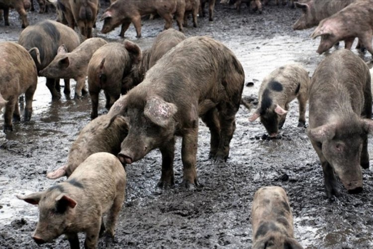 Çin'de bir çiftlikte Afrika domuz vebası tespit edildi