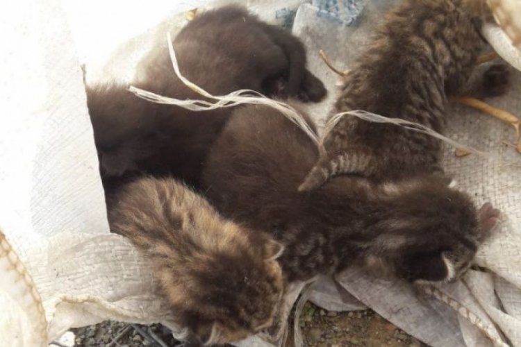 Bursa İznik'te çuvala konulan yavru kediler ölmekten son anda kurtarıldı