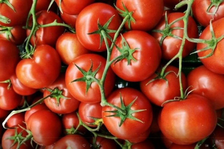 Rusya'dan Türk domatesi hamlesi