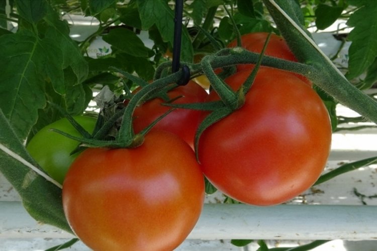 Rusya, Türkiye'den domates ithalat kotasını artırmaya hazırlanıyor