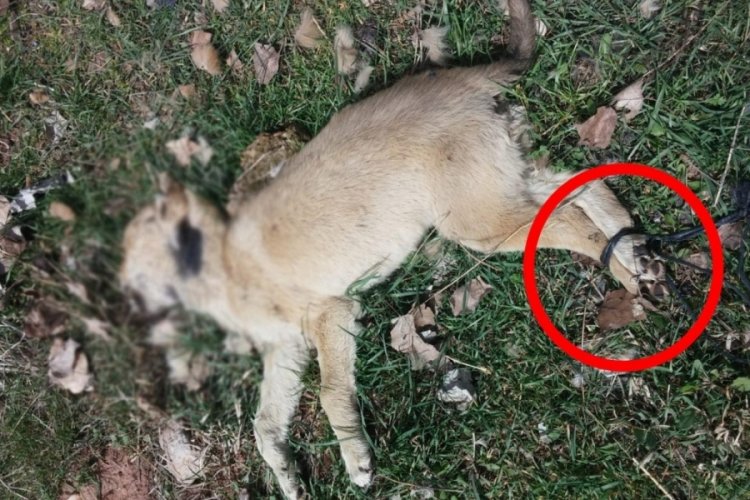 Bir köpek ayakları bağlanmış halde ölü bulundu!