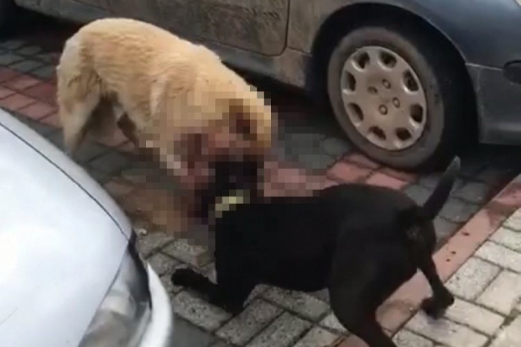 Bursa'da sokak köpeğine pitbull saldırısı