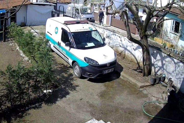 K&ouml;pek korkusu ağaca tırmandırdı