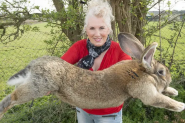 Dünyanın en büyük tavşanı kaçırıldı