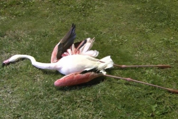 İzmir'de telef olan 9 flamingonun ölüm neden, belli oldu