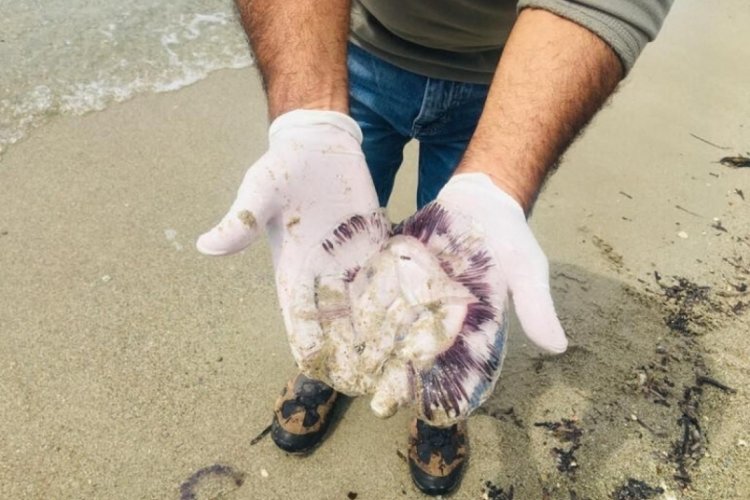 &Ouml;l&uuml; mor denizanaları kıyıya vurdu