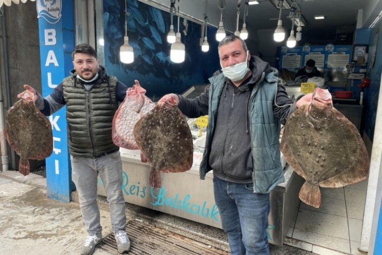 Karadeniz'de kalkan balığı bereketi: Kilosu 200 TL