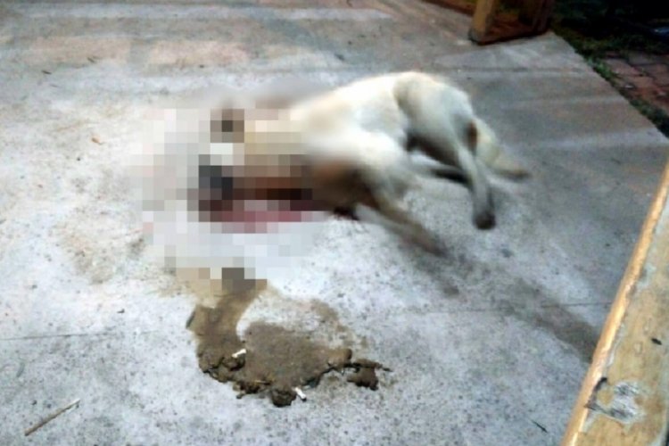 5 sokak k&ouml;peği zehirlenerek &ouml;ld&uuml;r&uuml;ld&uuml;!
