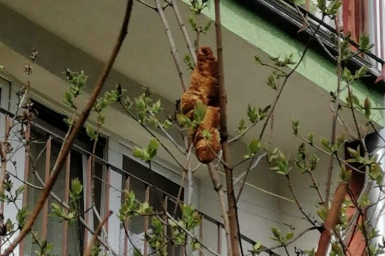 Ağa&ccedil;ta "iguana" olduğu sanılan nesne "kruvasan" &ccedil;ıktı