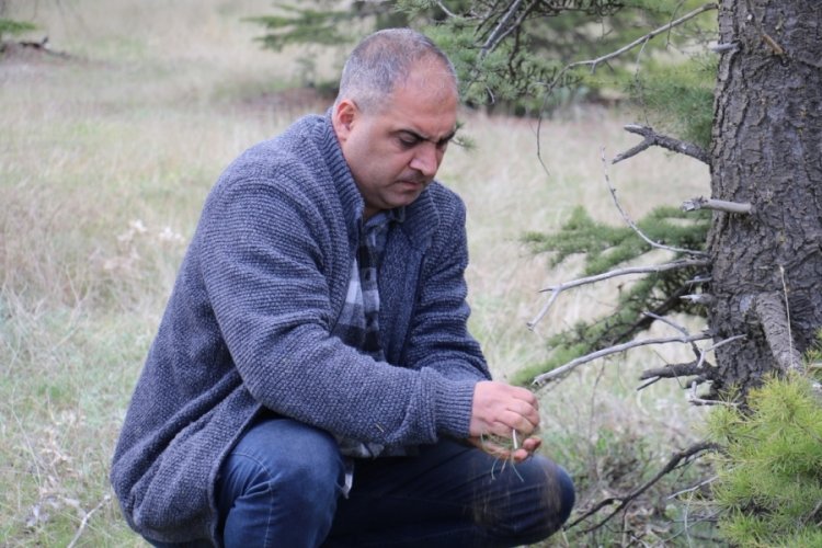 İstilacı b&ouml;cek, Doğa Anadolu'ya giriş yaptı