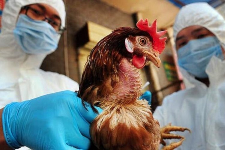 Kuş gribi salgını: 3 &uuml;lke alarma ge&ccedil;ti!