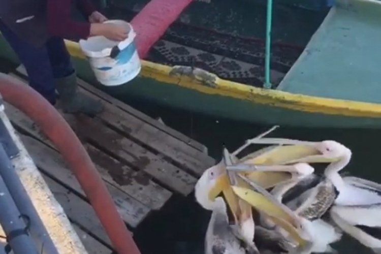 Bursalı balık&ccedil;ı elleriyle pelikanları besledi