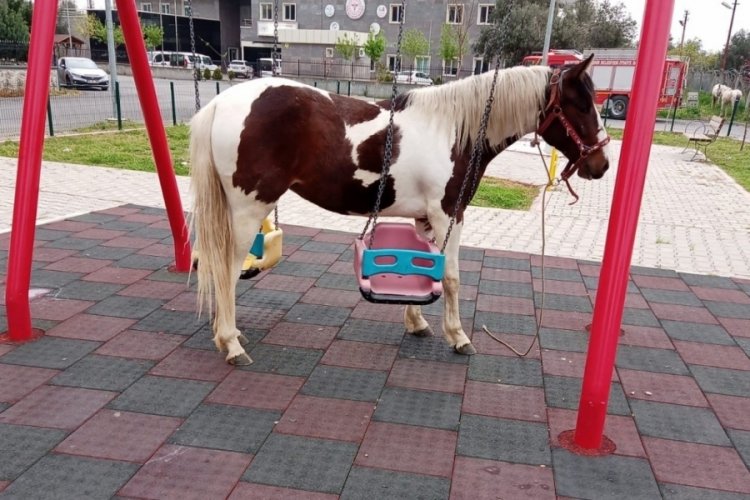 At, &ccedil;ocuk parkında salıncaklara dolandı
