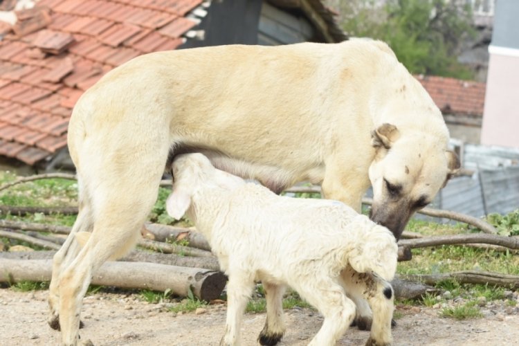 Bursa'da çoban köpeği, kuzunun 'süt annesi' oldu