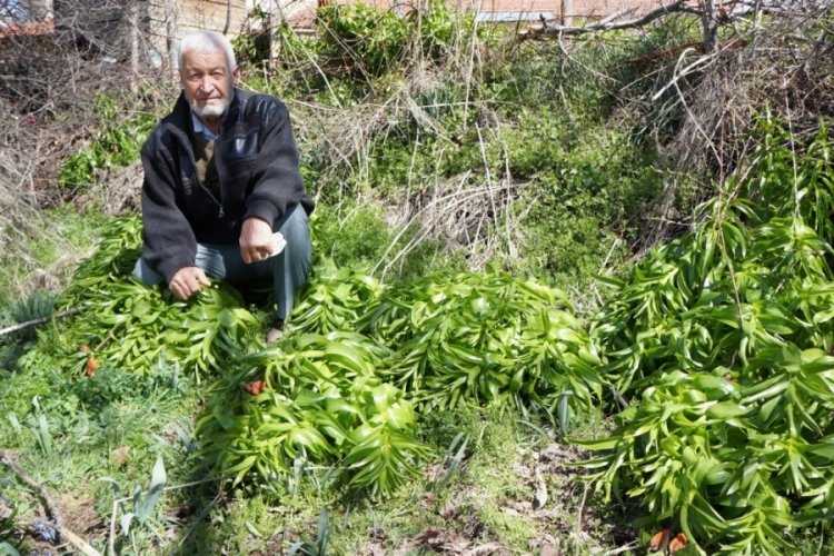 Ters lale iklim değişikliğine yenildi