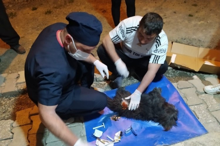 Pomeranian, sokak k&ouml;peklerinin saldırısına uğradı