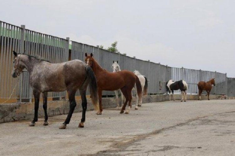 Kayıp atlar bu &ccedil;iftlikte iddiası
