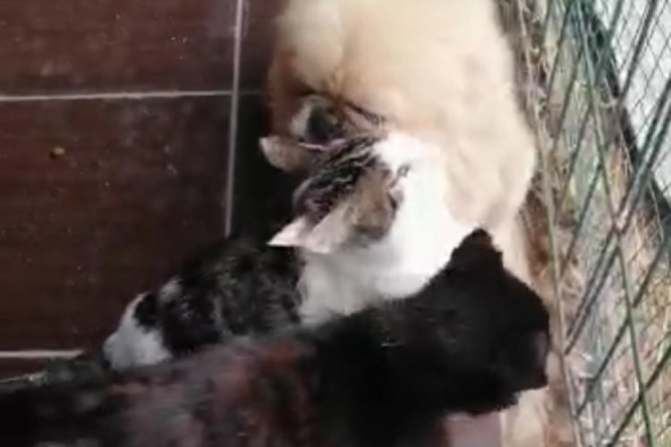 Bursa'da k&ouml;pekle kedilerin sevimli dostluğu