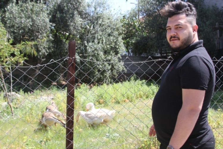 Beslediği kazların saldırısına uğrayıp yerlerde s&uuml;r&uuml;klenince, kazları satışa &ccedil;ıkardı