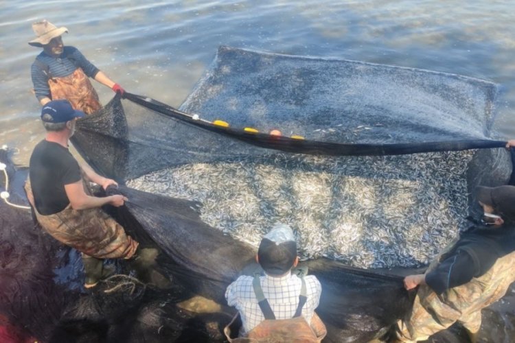 Bursa İznik Gölü'nde gümüş balığı rekoru: 1 günde 15 ton
