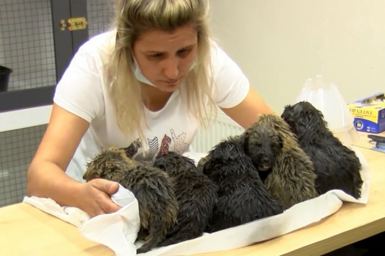Foseptik &ccedil;ukurundaki 6 yavru k&ouml;pek kurtarıldı!