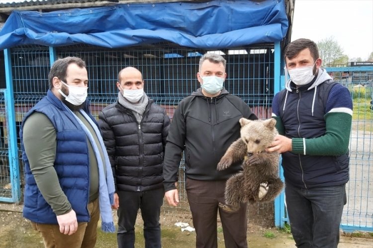 Eve giren ayı yavrusu koruma altına alındı