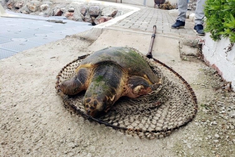 Yaralı olarak bulunan caretta caretta, ateşli silahla vurulmuş