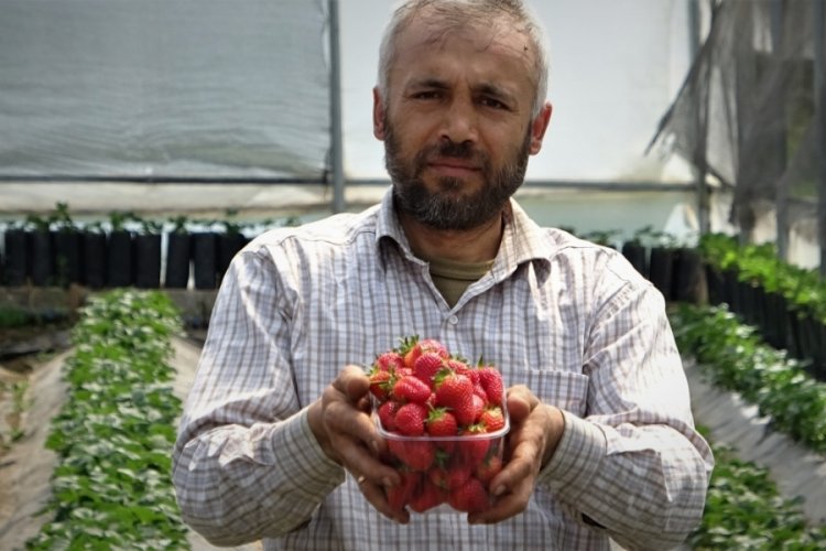 Bursa'da 2 ay önce hasat etti 3 katı fiyata satıyor