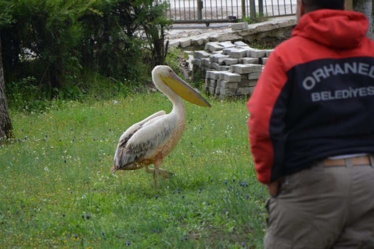 Bursa'da muhtarın yaralı pelikan şaşkınlığı